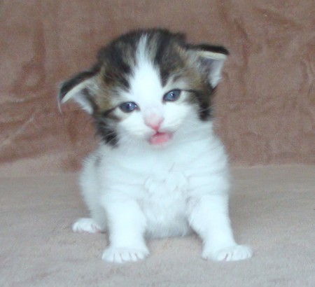 BR* Miadore Leônidas